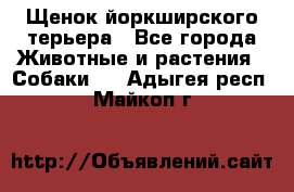 Щенок йоркширского терьера - Все города Животные и растения » Собаки   . Адыгея респ.,Майкоп г.